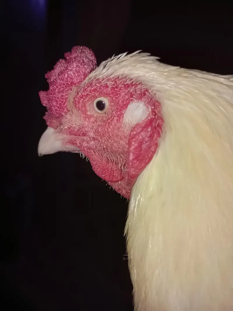 Aseel Heera white Nok nalli white eyes — photo 3