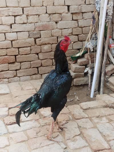 Mushka Aseel