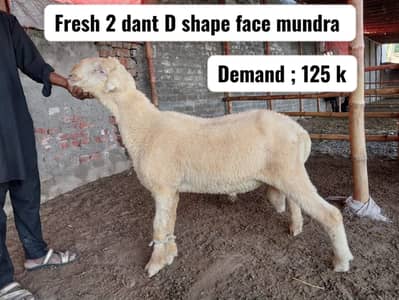 Mundary breeder quality sheep | chatry | mundy | bakry | sheeps