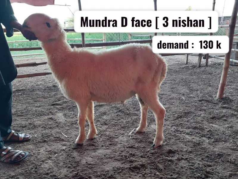 Mundary breeder quality sheep | chatry | mundy | bakry | sheeps — photo 4