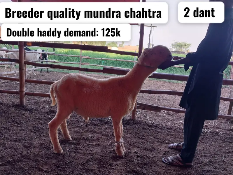 Mundary breeder quality sheep | chatry | mundy | bakry | sheeps — photo 5