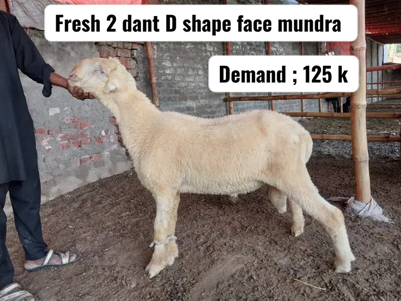 Mundary breeder quality sheep | chatry | mundy | bakry | sheeps — photo 8