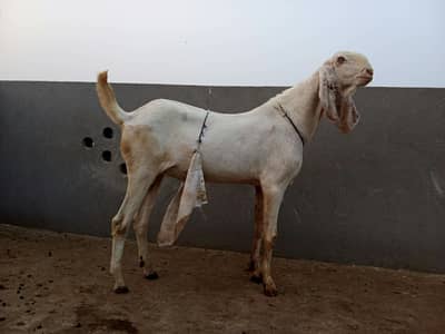 Rajanpuri Breeder Bakra