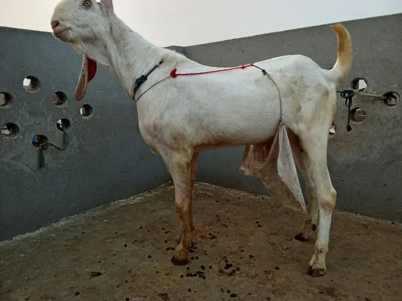Rajanpuri Breeder Bakra — photo 2