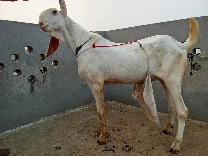 Rajanpuri Breeder Bakra — photo 3