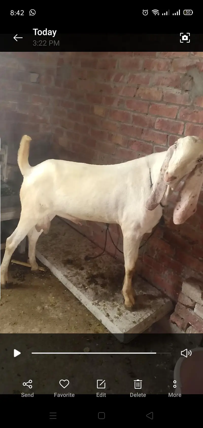 Rajanpuri Breeder Bakra — photo 4