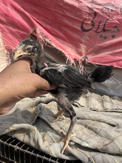 Panusxpokoya breed chicks
