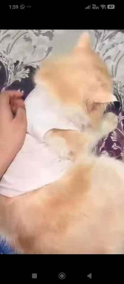 Persian Healthy male