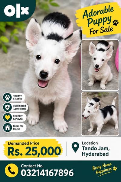 Cute White & Black Puppy For Sell I Adorable pet Dog in Tando Jam 25k