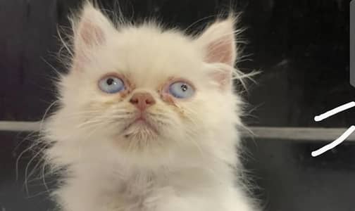 White Persian Blue Eyes Punch Face Triple Coat Kitten