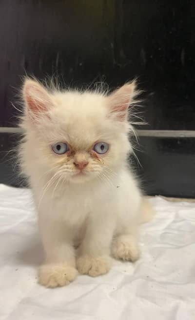 White Persian Blue Eyes Punch Face Triple Coat Kitten,Aquarium(Compl)