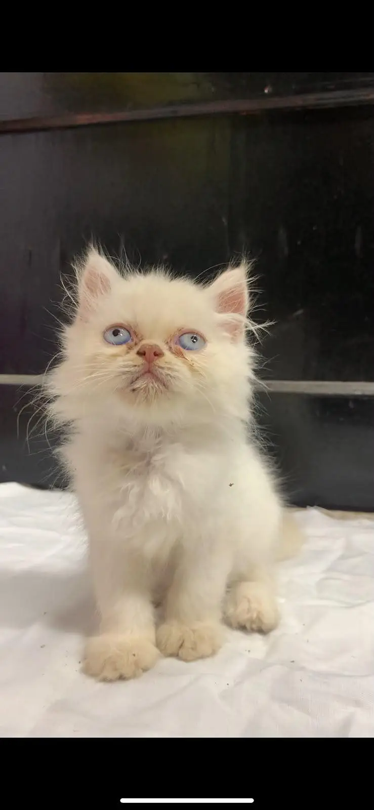 White Persian Blue Eyes Punch Face Triple Coat Kitten,Aquarium(Compl) — photo 2