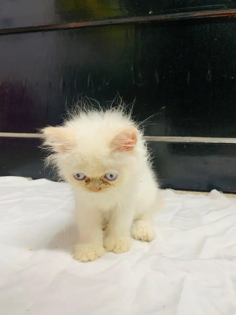 White Persian Blue Eyes Punch Face Triple Coat Kitten,Aquarium(Compl) — photo 3