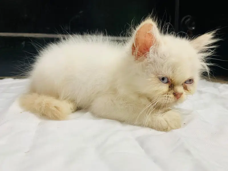White Persian Blue Eyes Punch Face Triple Coat Kitten,Aquarium(Compl) — photo 4