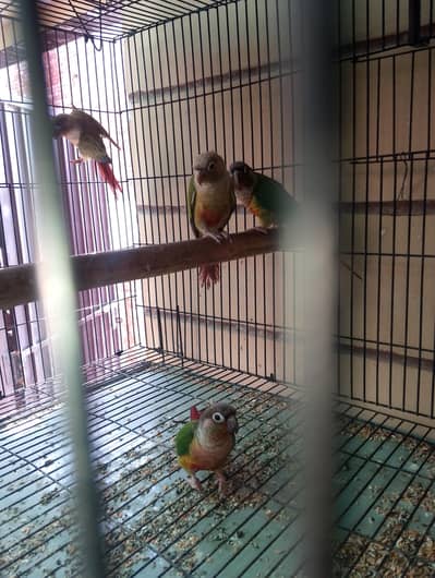 I am trusted birds seller