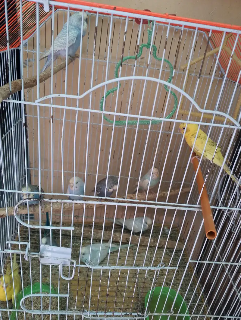 I am trusted birds seller — photo 2