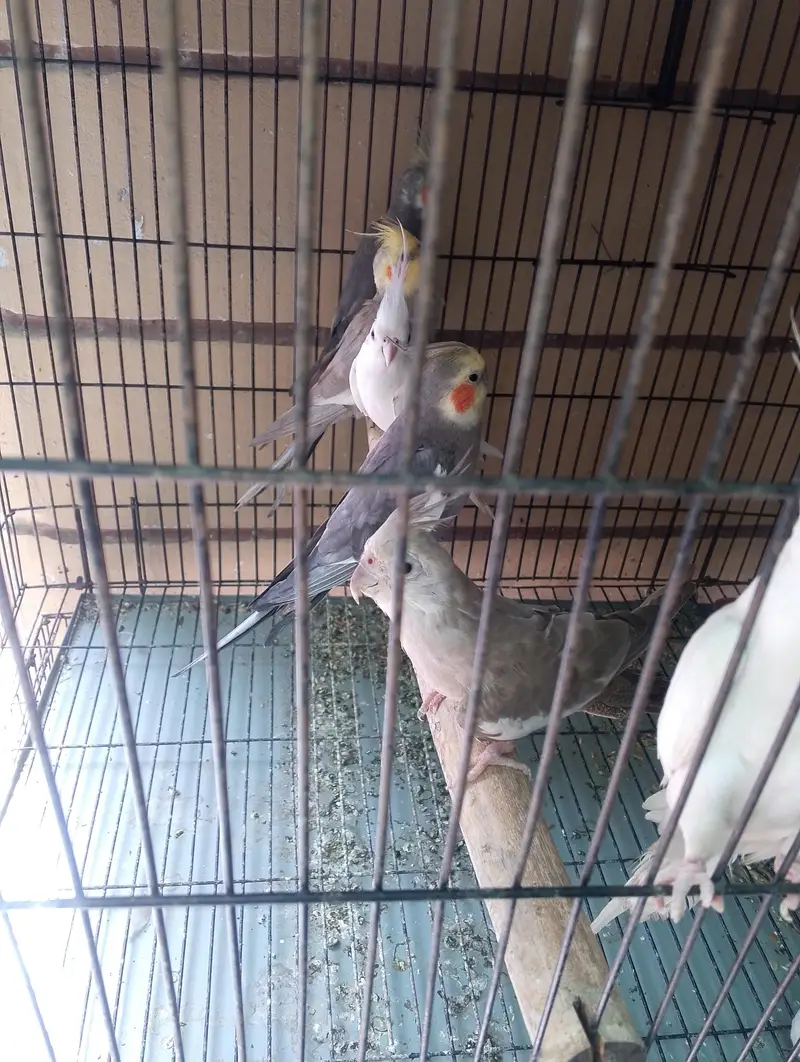 I am trusted birds seller — photo 3