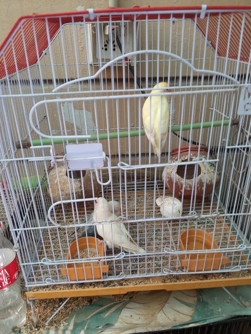 I am trusted birds seller — photo 4