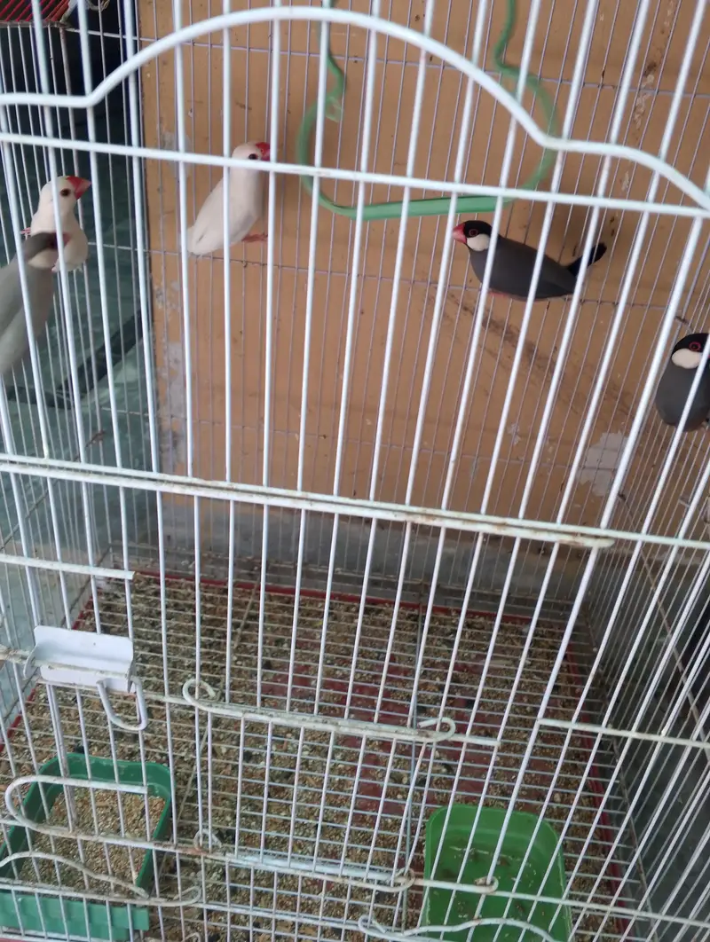 I am trusted birds seller — photo 5