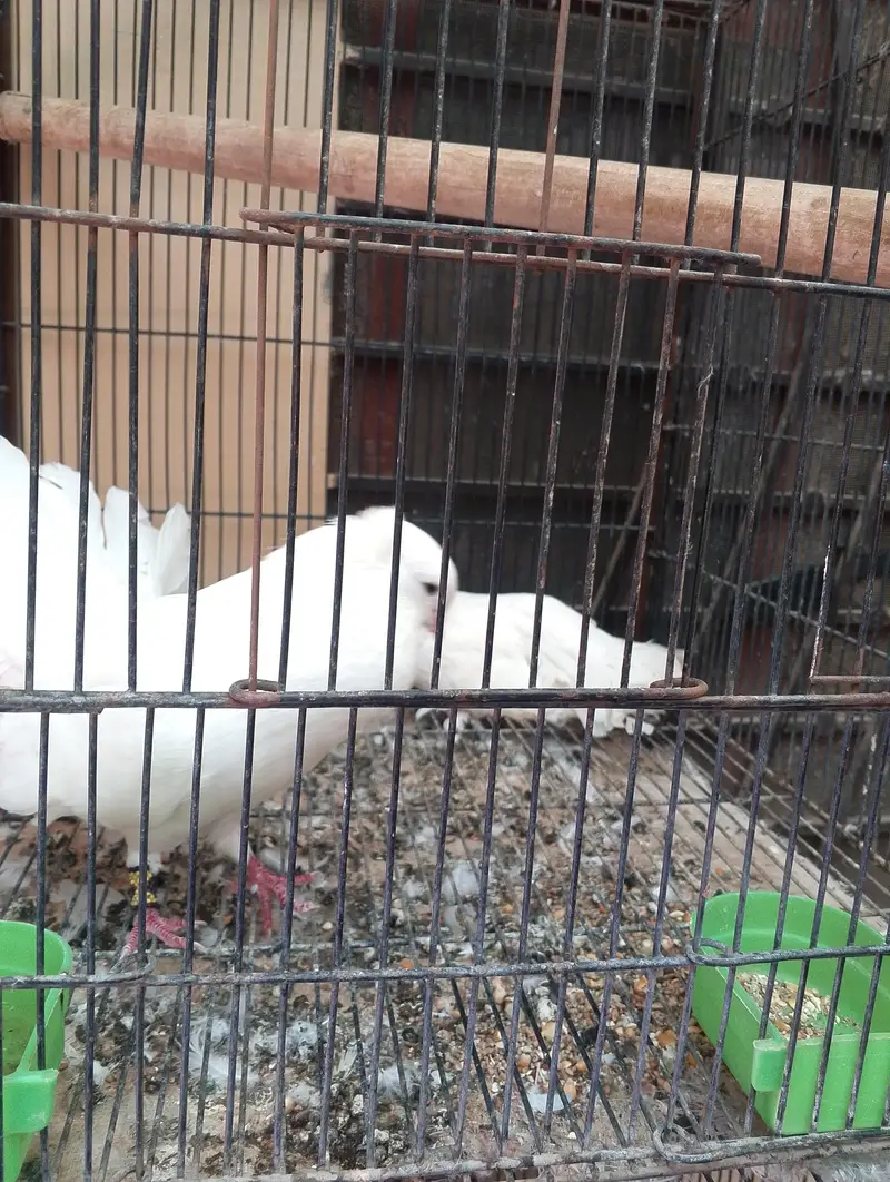 I am trusted birds seller — photo 6