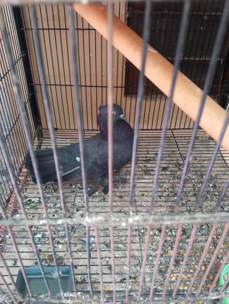 I am trusted birds seller — photo 7