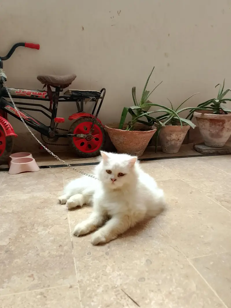 Doll Face White Persian Female - 100% Pure Breed - Urgent Sale — photo 2