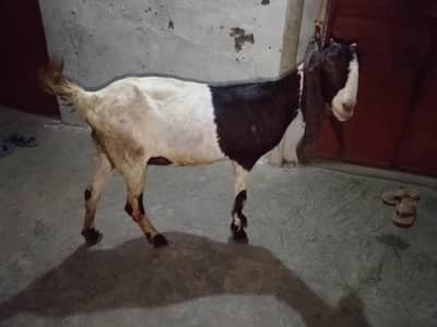 Bakri sth 2bachy