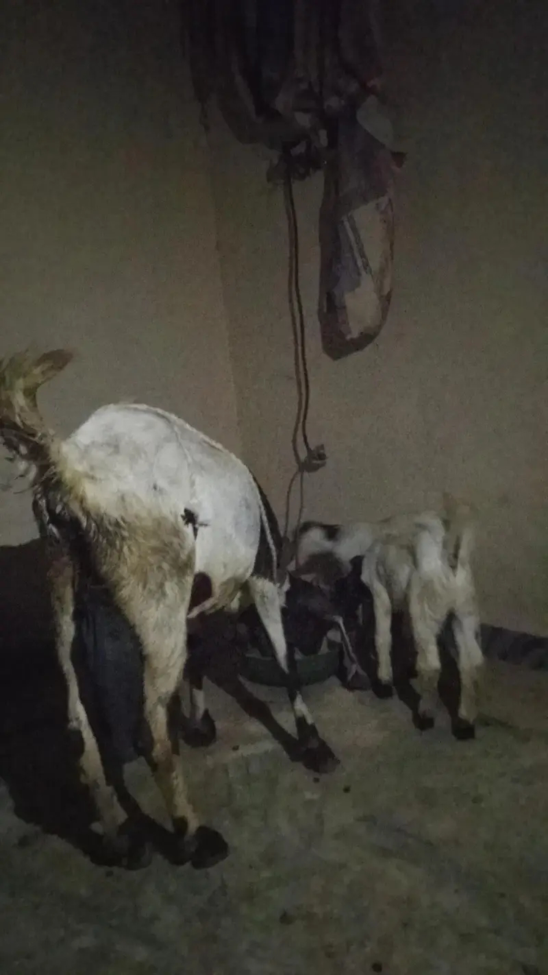 Bakri sth 2bachy — photo 2