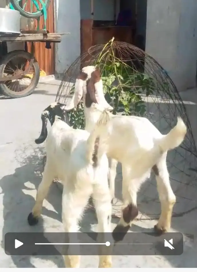 Bakri sth 2bachy — photo 3