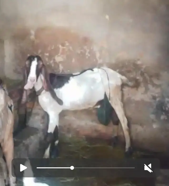 Bakri sth 2bachy — photo 4