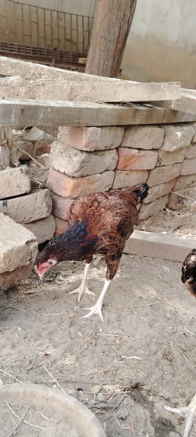 selling one of these chickens