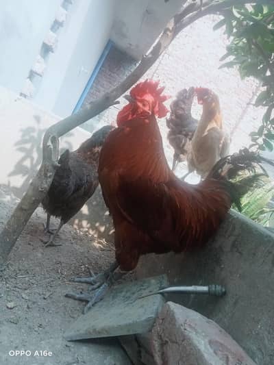 Pure Home Raised Desi Rooster