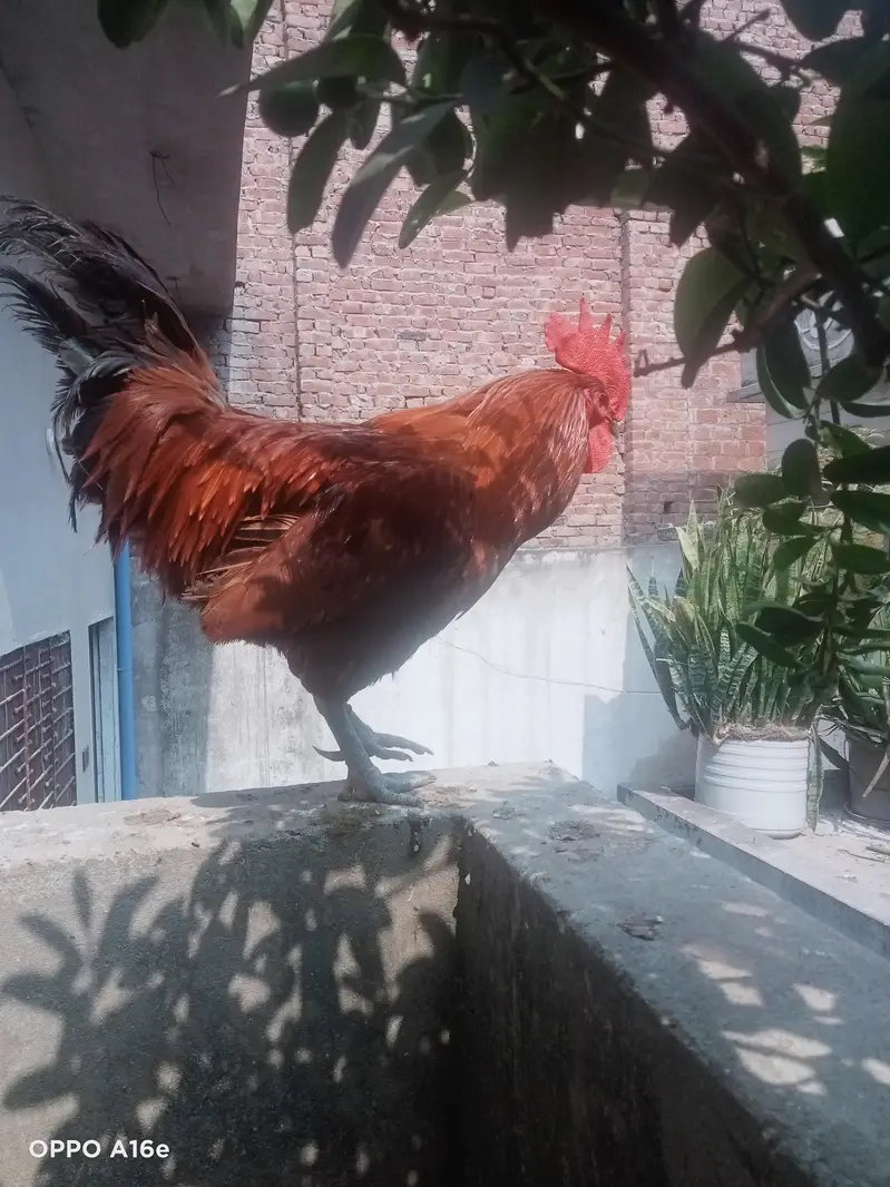 Pure Home Raised Desi Rooster — photo 2