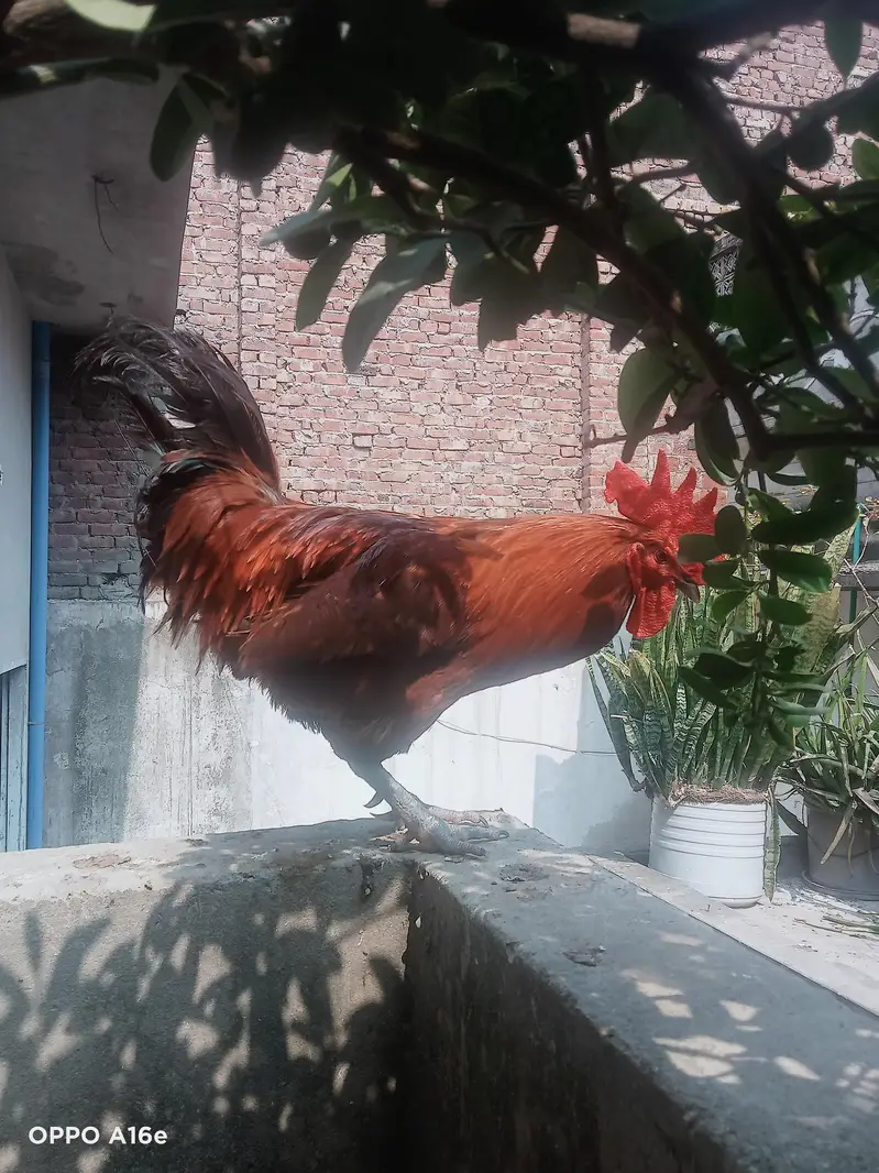 Pure Home Raised Desi Rooster — photo 3