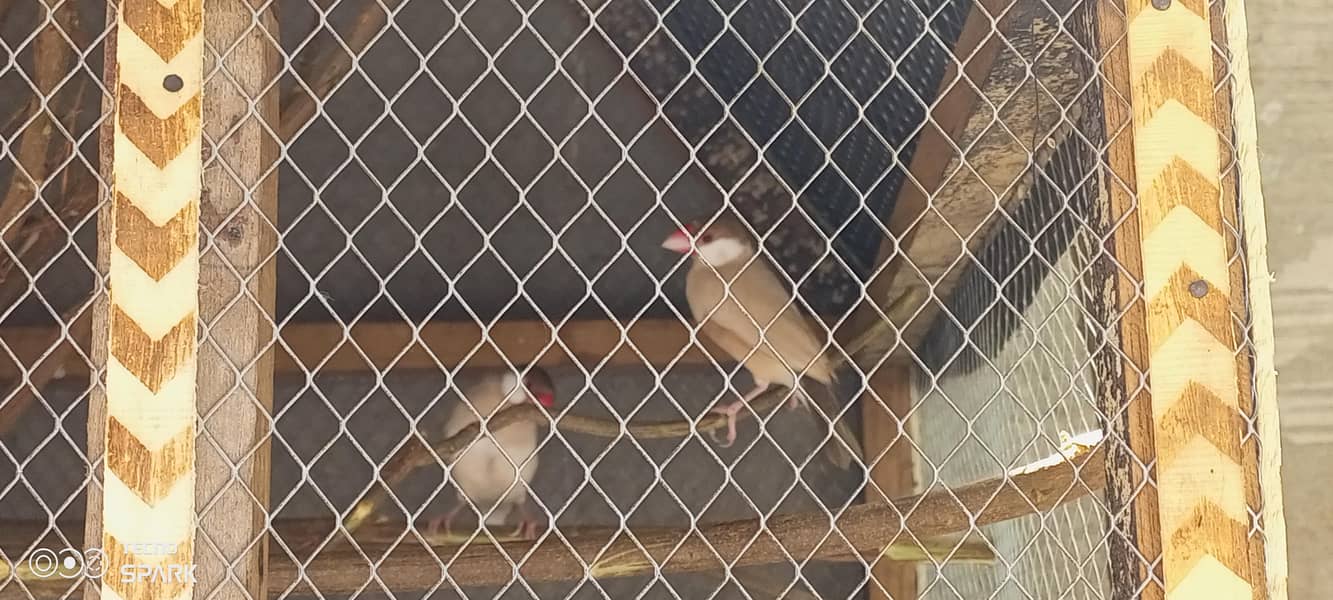Fawn java  0