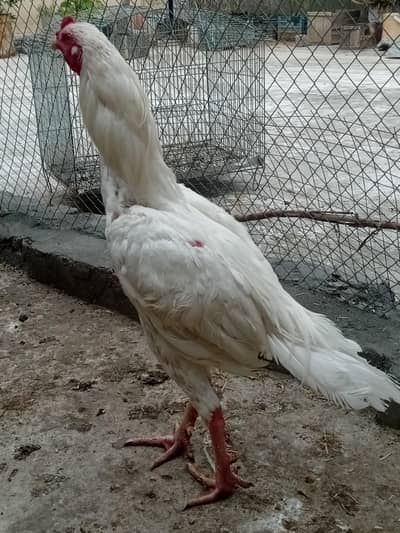 aseel heera male and muski madi female for sale