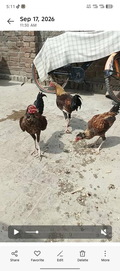 hens for sell