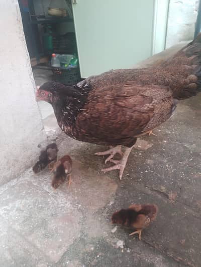 aseel murgi with chicks