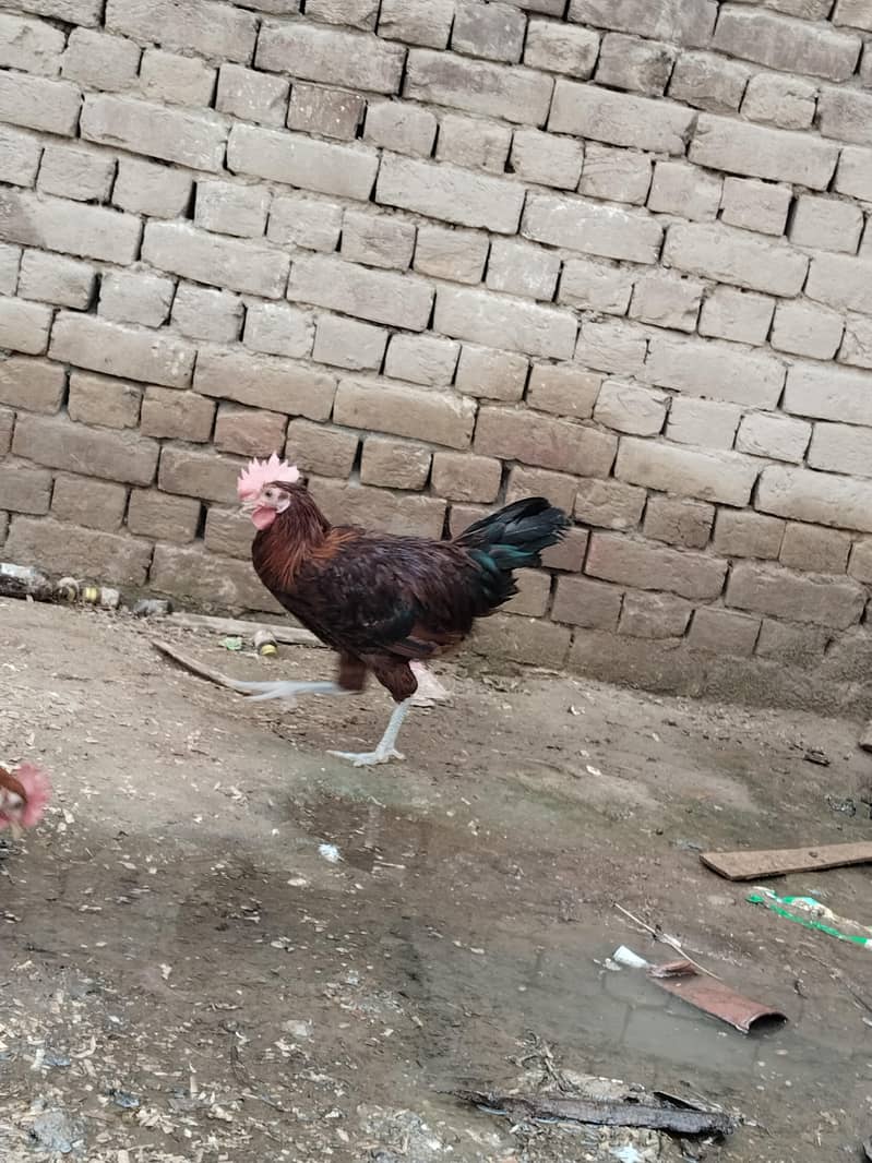 Healthy and active 1