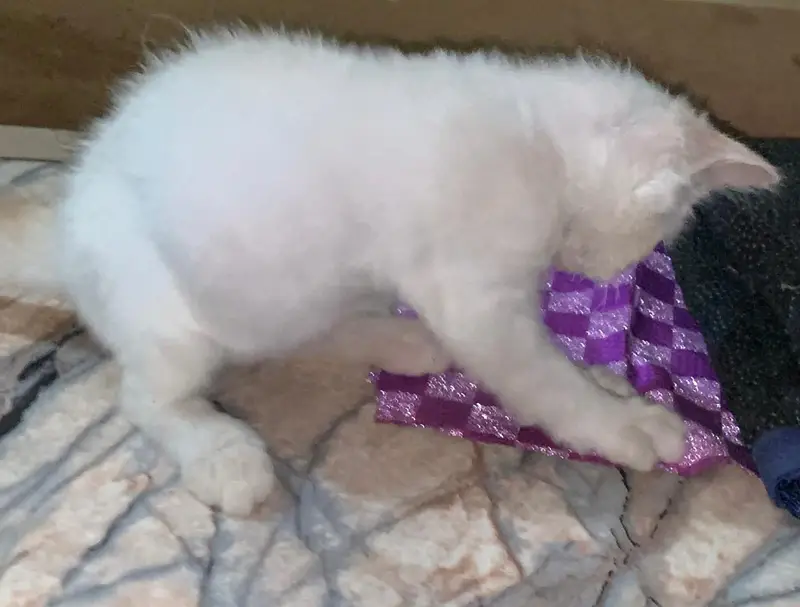 White Persian Blue Eyes Punch Face Triple Coat Kitten,Aquarium(Compl) — photo 5