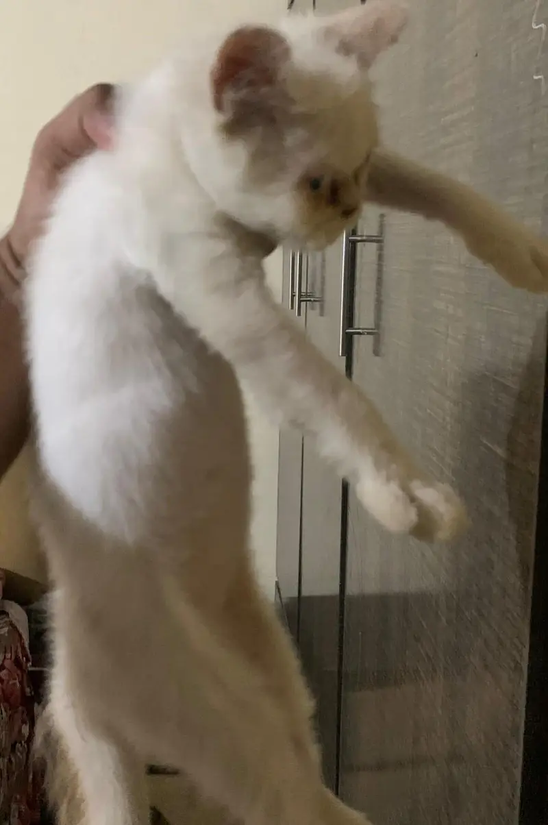 White Persian Blue Eyes Punch Face Triple Coat Kitten,Aquarium(Compl) — photo 6