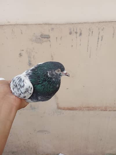 parwazi kabootar for sale