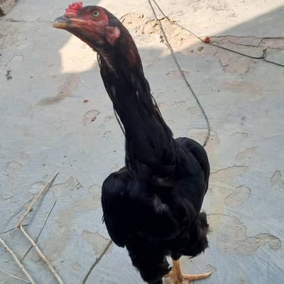 Pakistani Aseel top quality