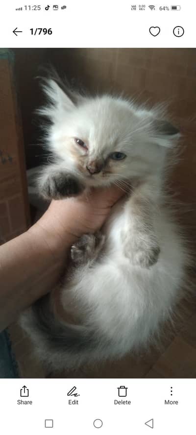 beautiful himaliyan kittens