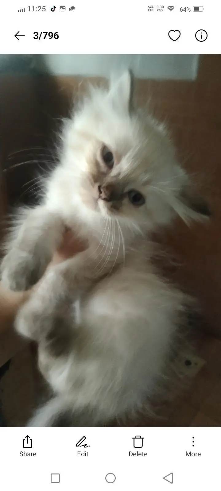 beautiful himaliyan kittens — photo 2