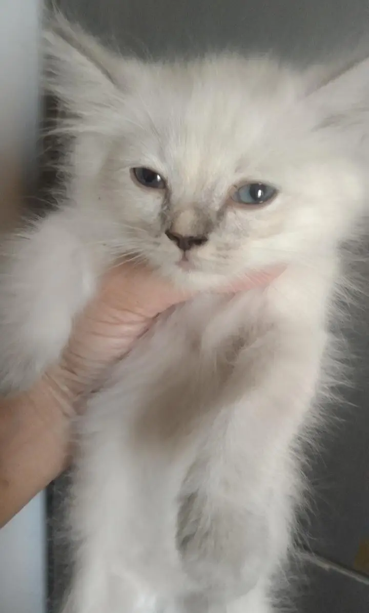 beautiful himaliyan kittens — photo 3