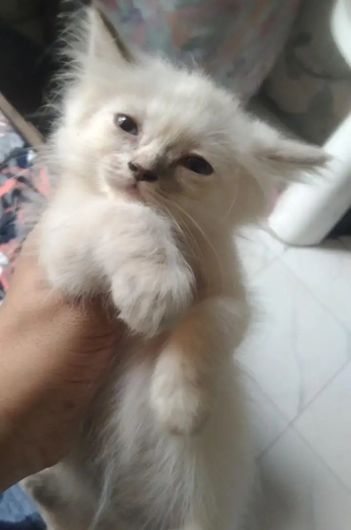 beautiful himaliyan kittens — photo 4