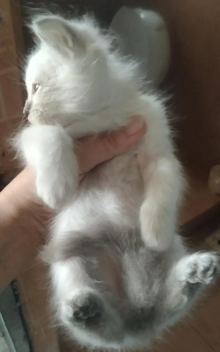 beautiful himaliyan kittens — photo 6