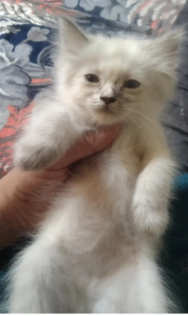 beautiful himaliyan kittens — photo 7