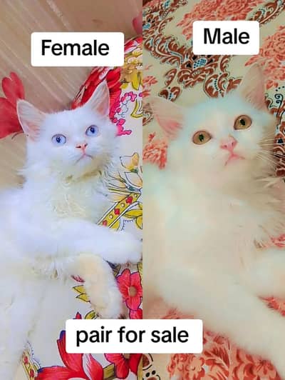 pair of Cat for Sale